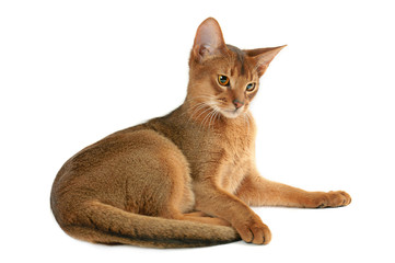 abyssinian