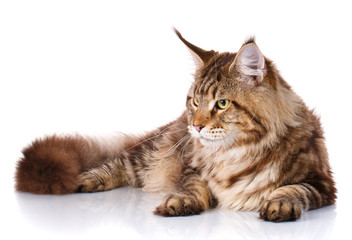 Maine Coon