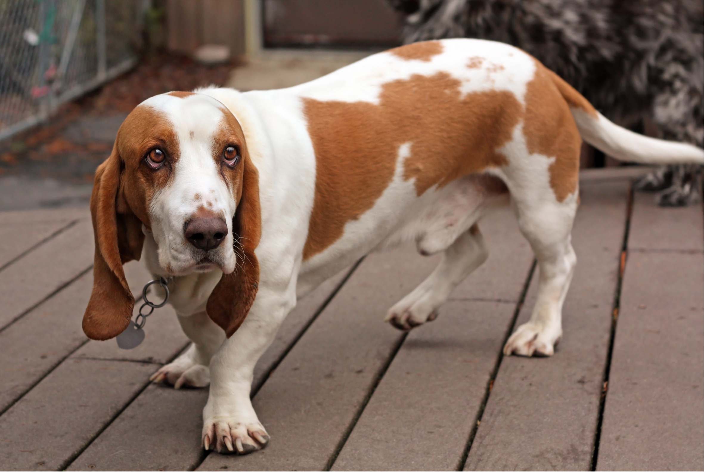 Basset Hound