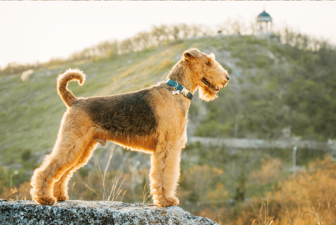 Airedale Terrier