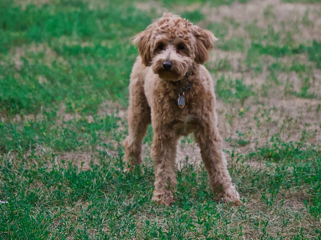poodle
