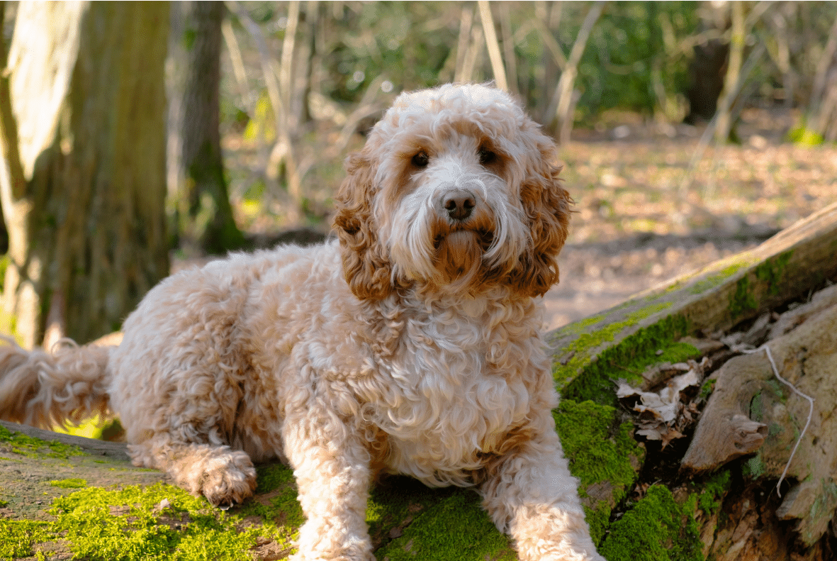 Cockapoo