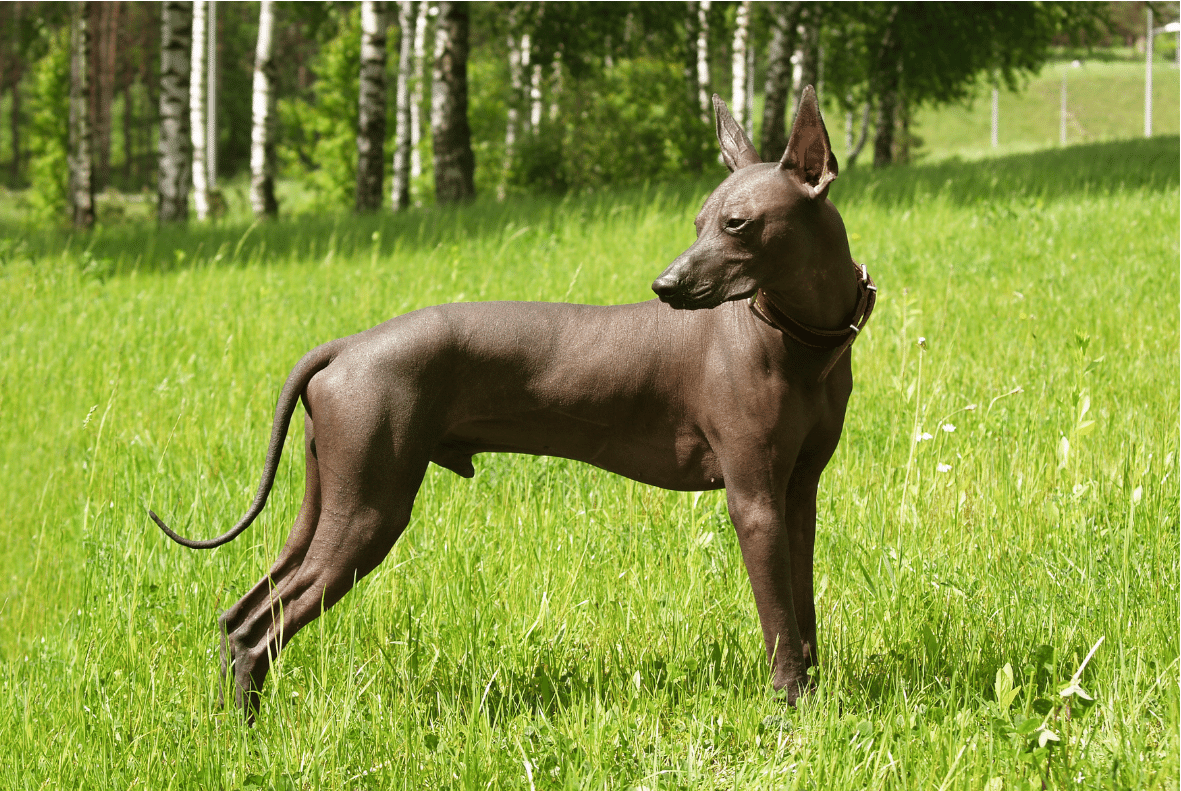 Xoloitzcuintli