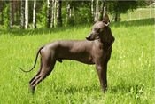 Xoloitzcuintli