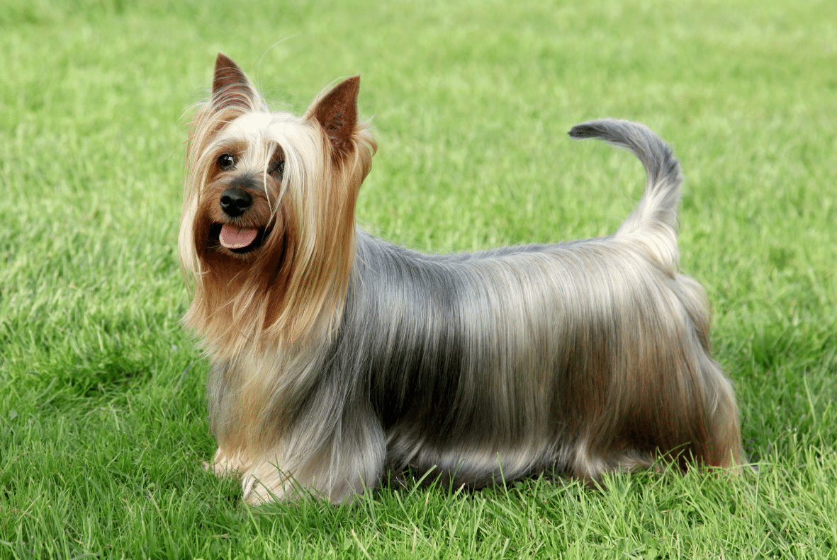 Australian Silky Terrier