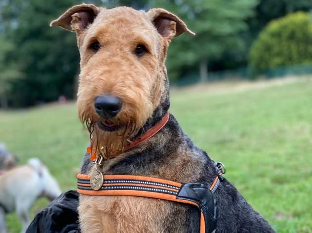 airedale terrier