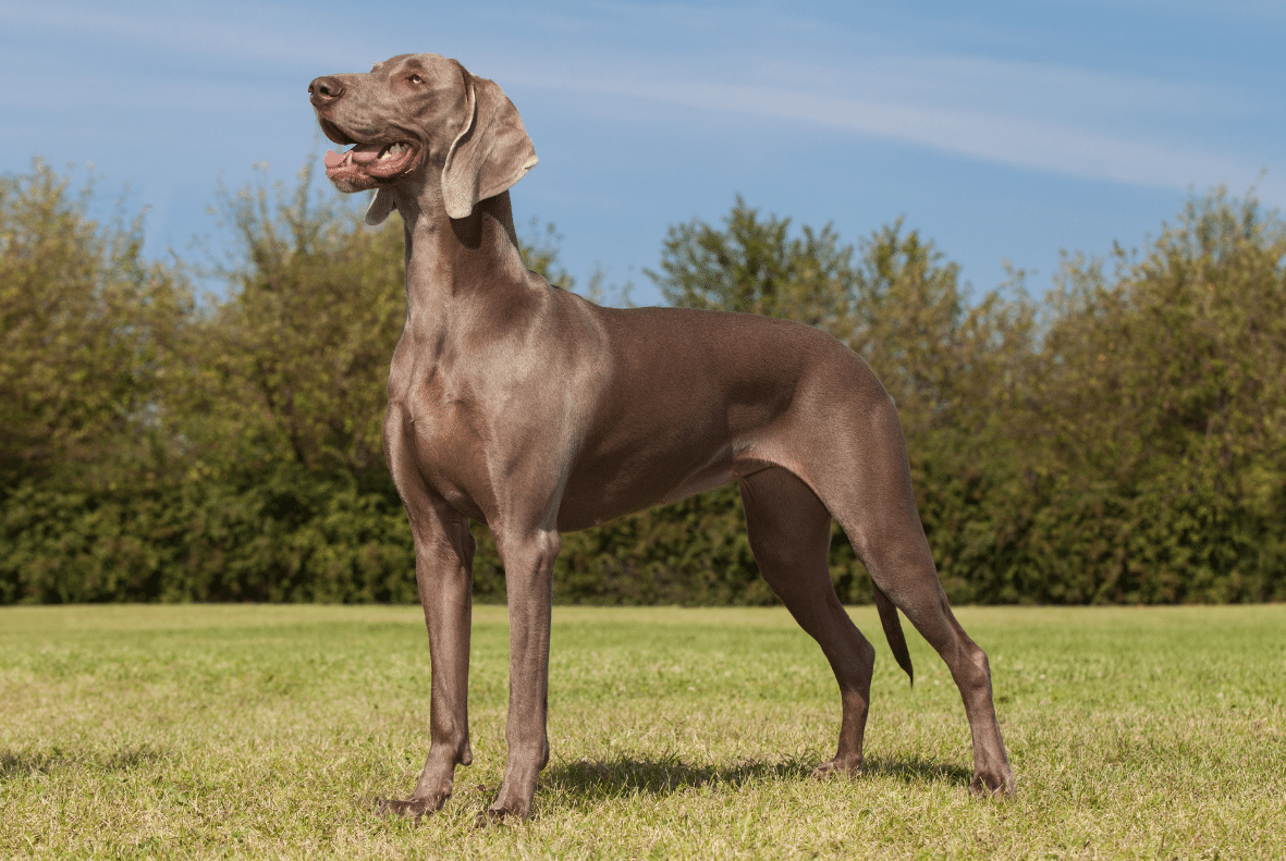 Weimaraner