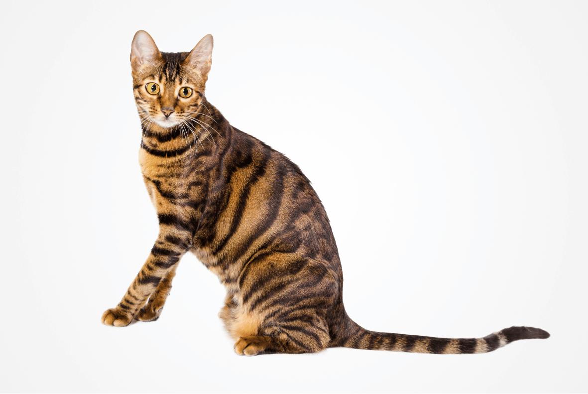 Toyger