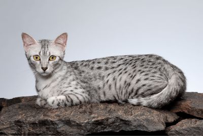 Egyptian Mau