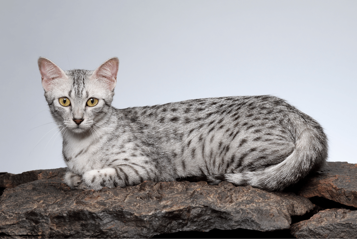 Egyptian Mau