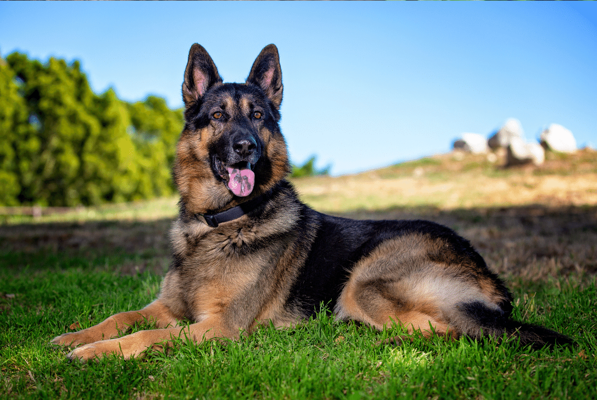 German Shepherd