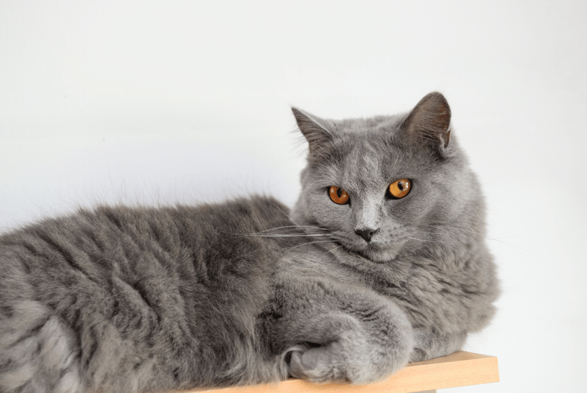 Chartreux