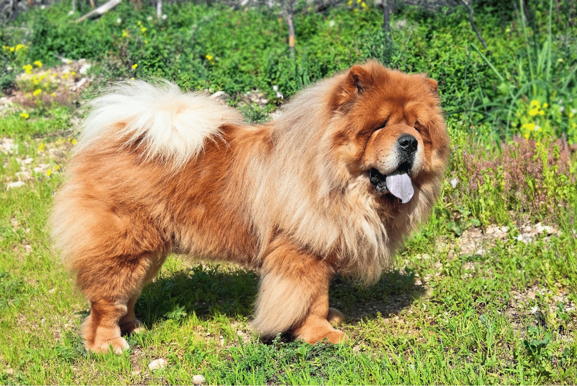 Chow Chow