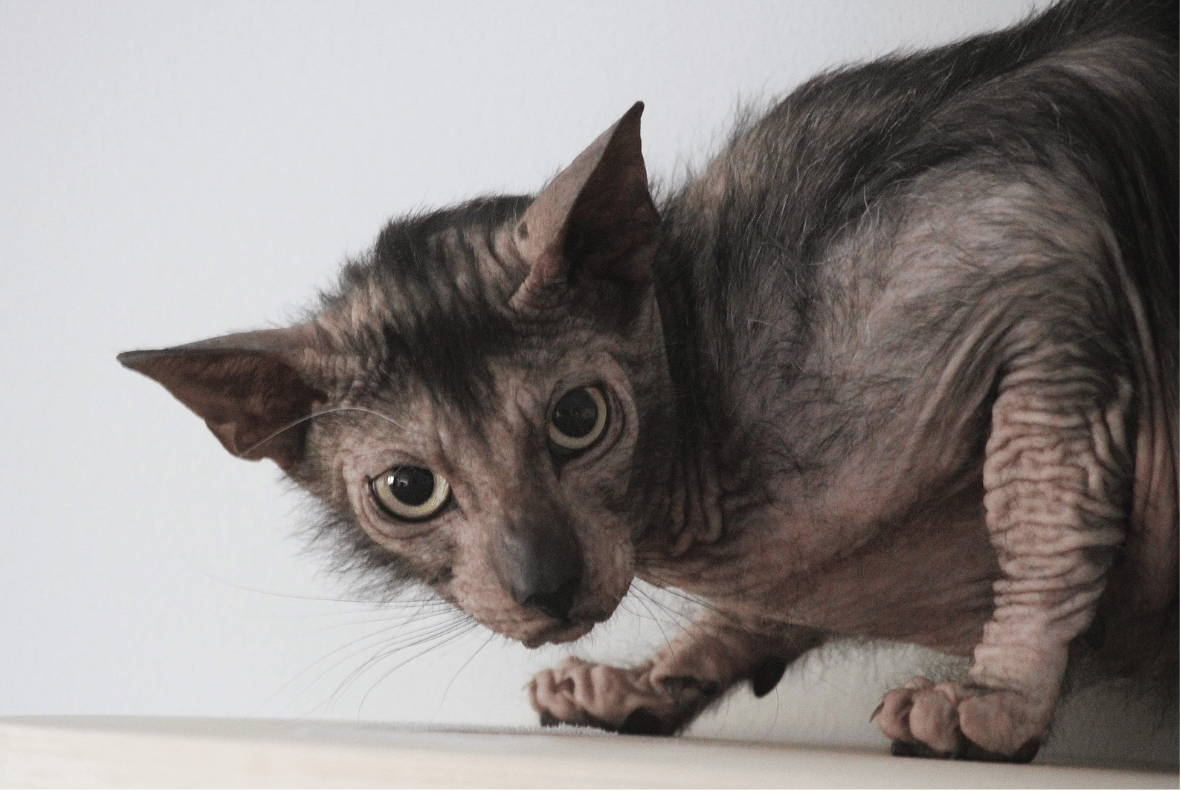 Lykoi