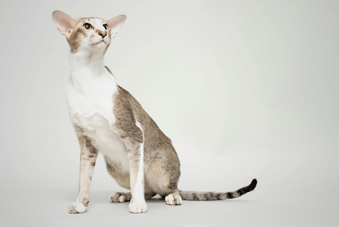 Oriental Shorthair