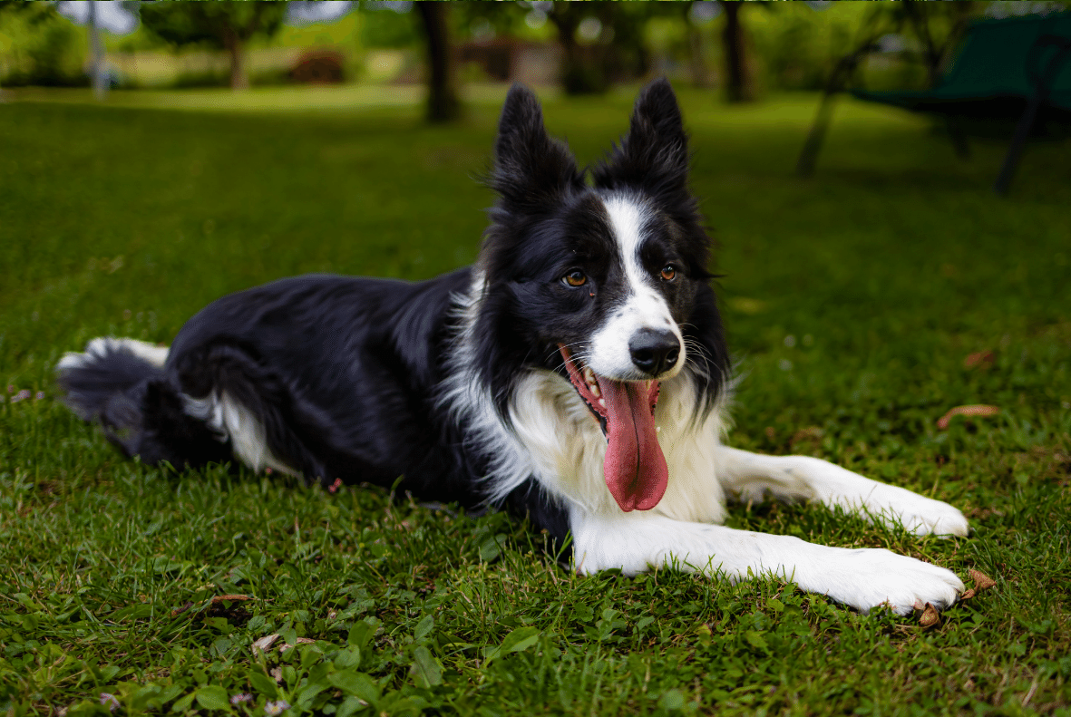 Border Collie