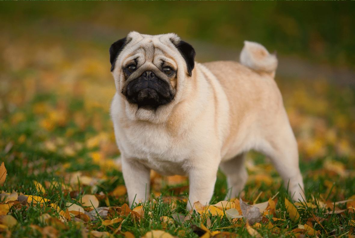 Pug