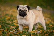 Pug