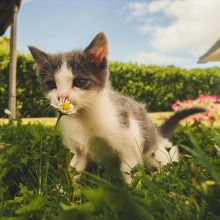 Compare Kitten Insurance