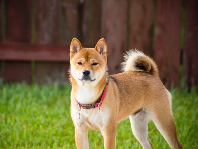 akita