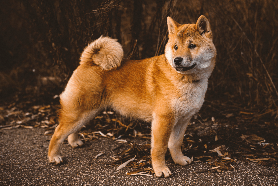 Shiba Inu