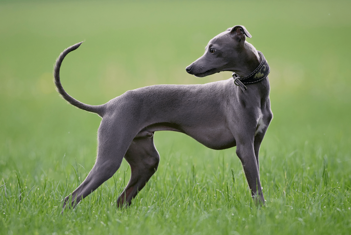 Whippet