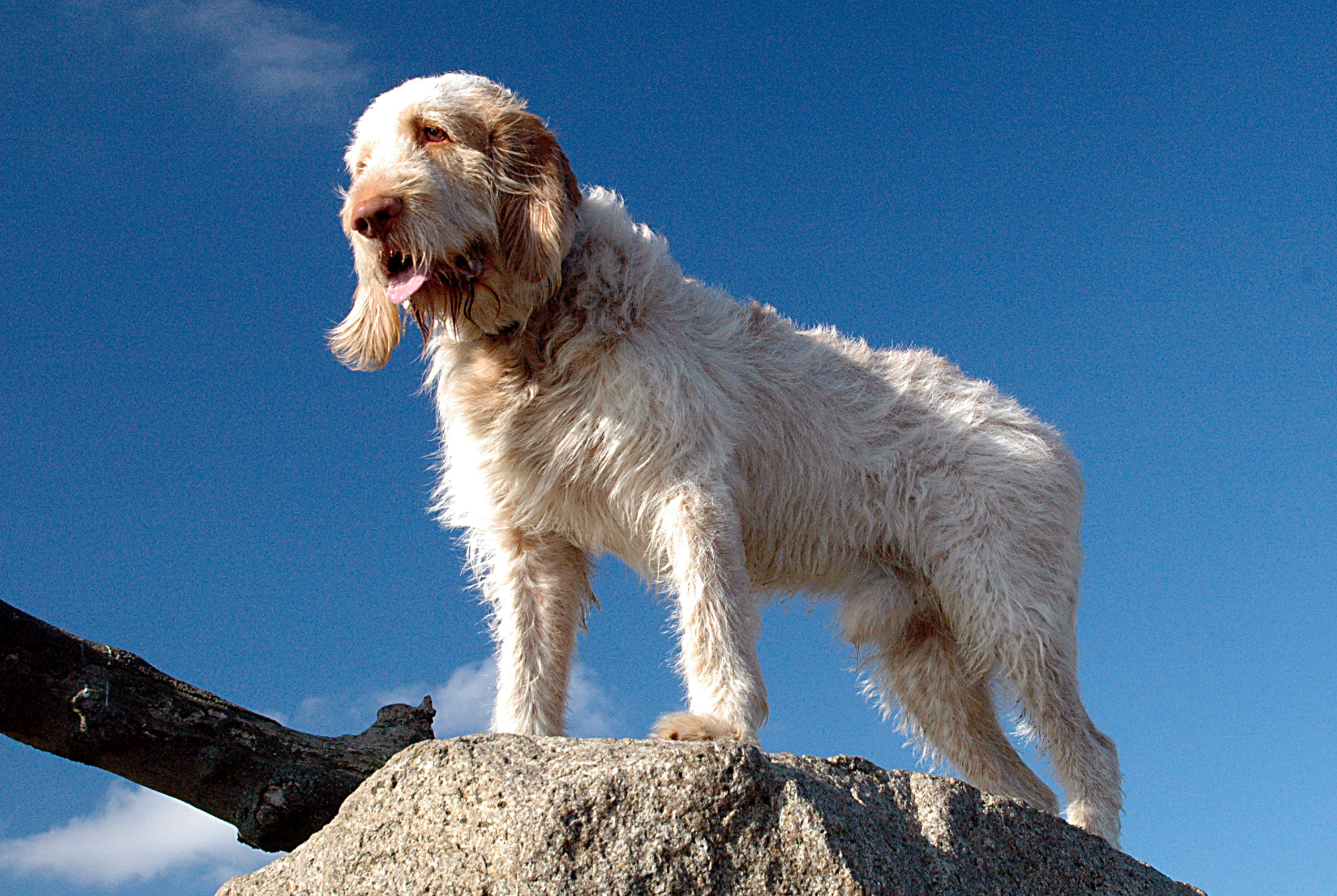 Italian Spinone