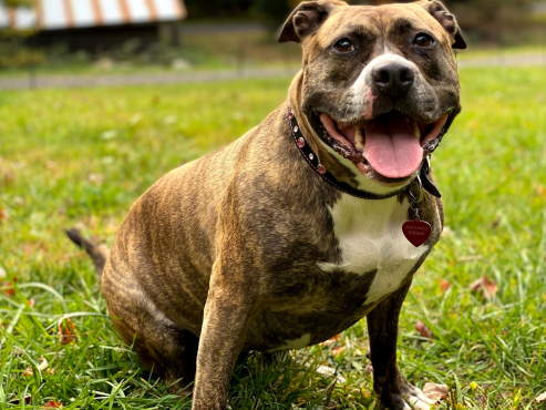 Staffordshire Bull Terrier