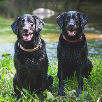 labrador retriever