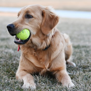 golden retriever