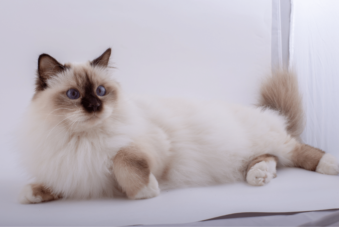 Birman