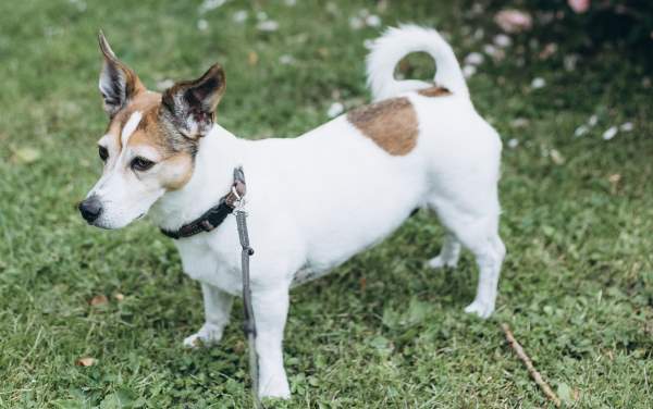 jack russell