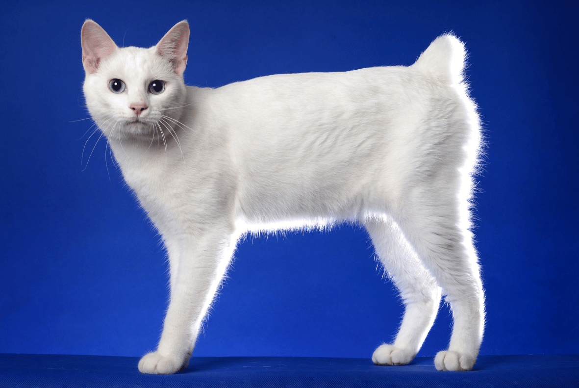 Japanese Bobtail