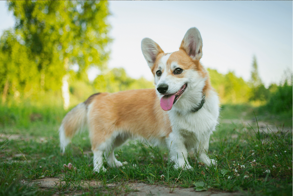 Pembroke Welsh Corgi