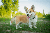 Pembroke Welsh Corgi