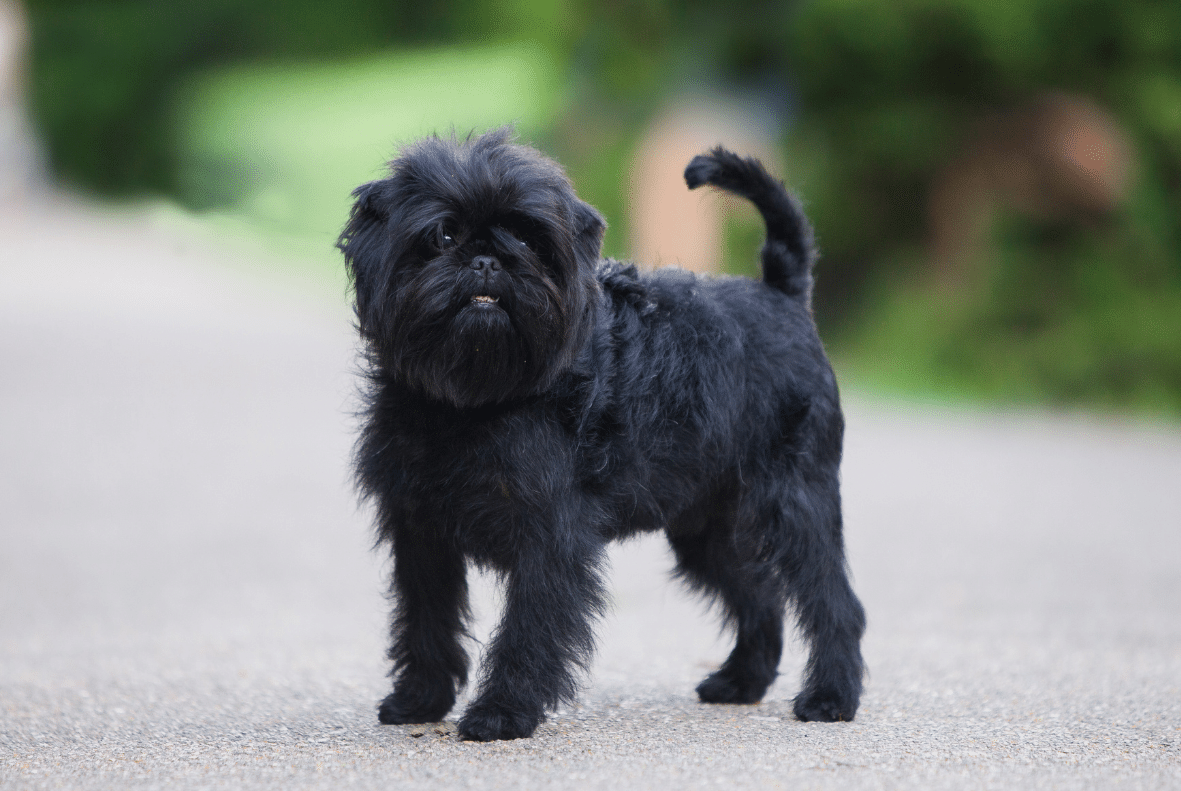 Affenpinscher