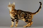 Bengal