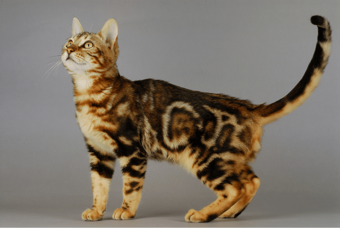 Bengal