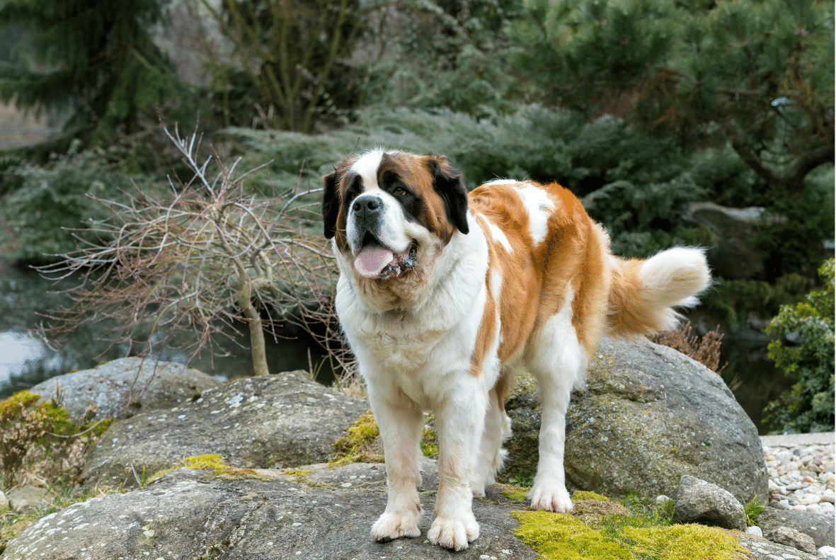 Saint Bernard