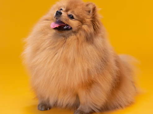 pomeranian