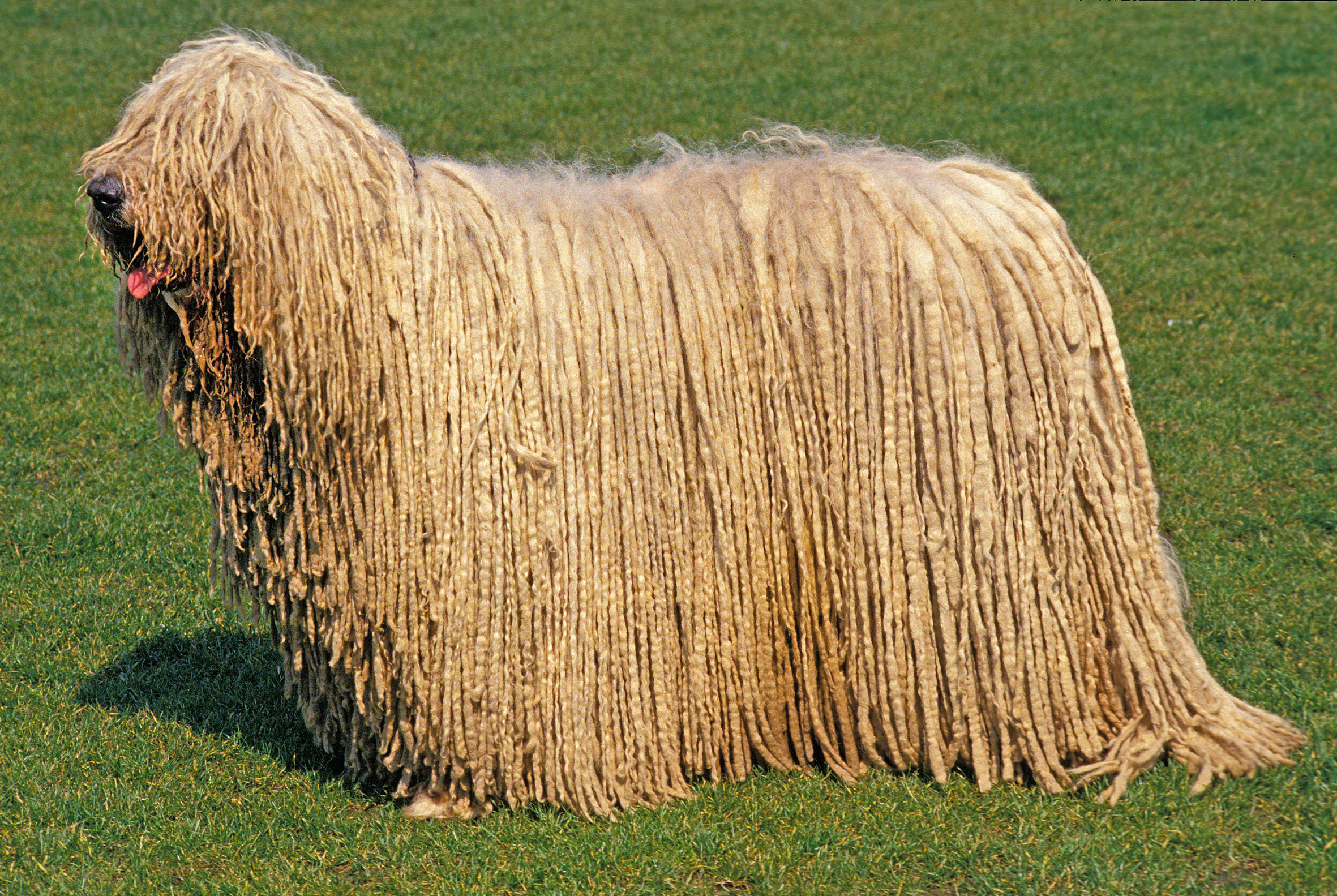 Komondor