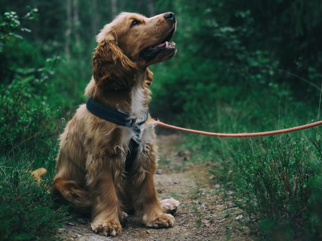 cocker spaniel