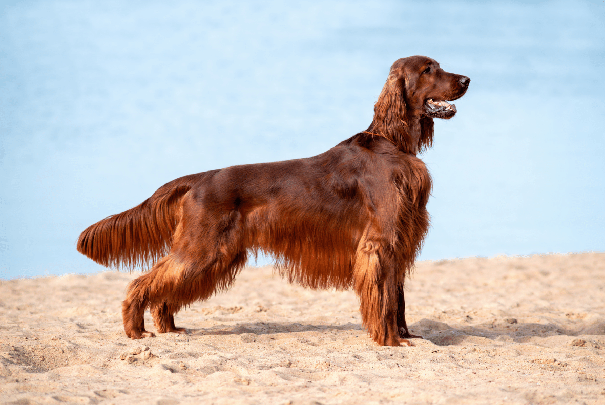 Irish Setter