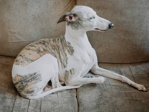 whippet