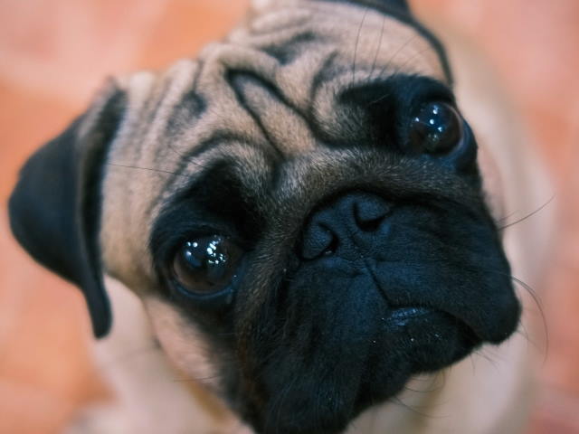 pug