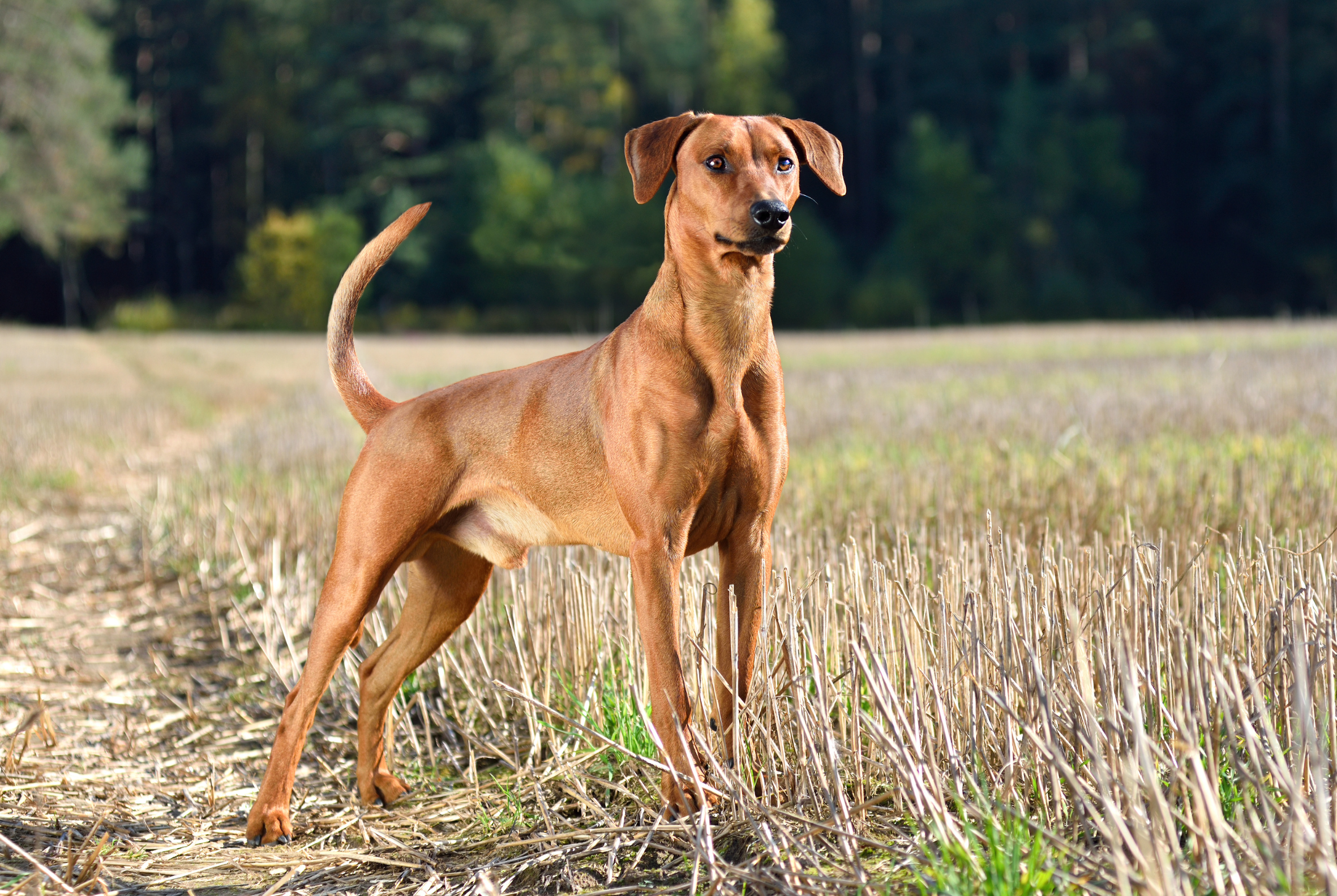 German Pinscher