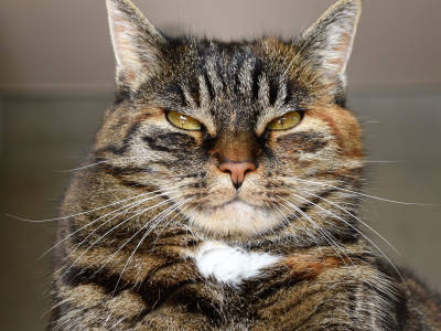 Moggy