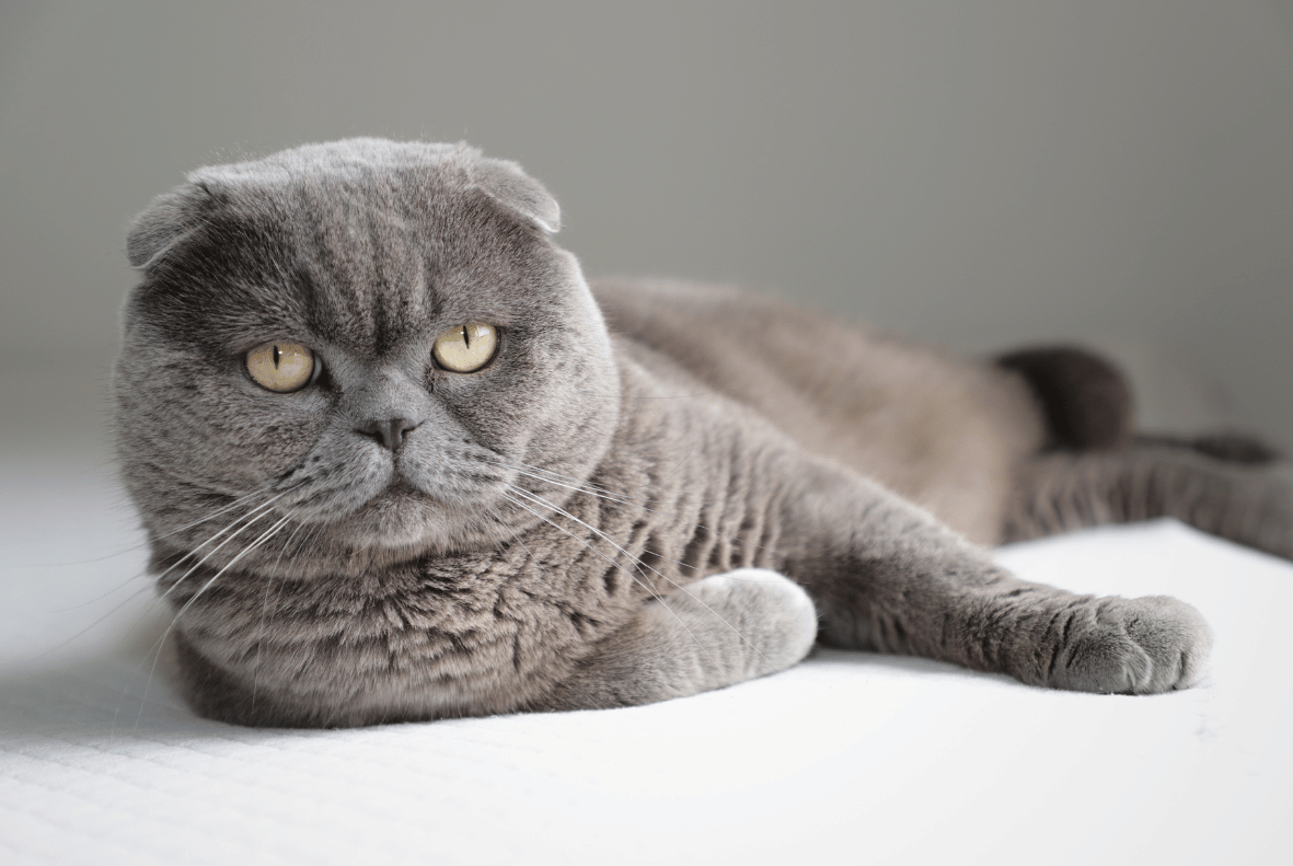 Scottish Fold