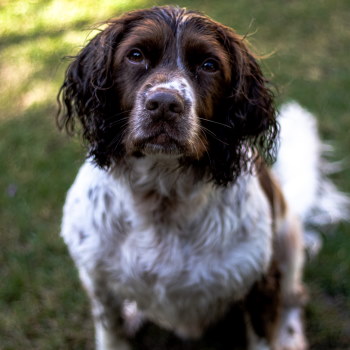 English springer spaniel