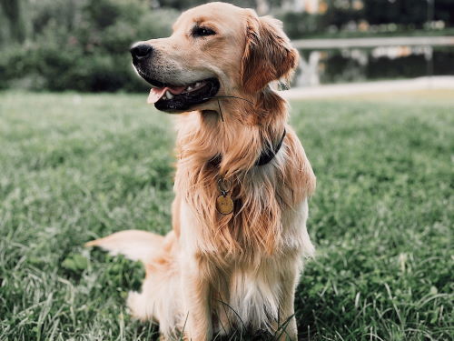 golden retriever